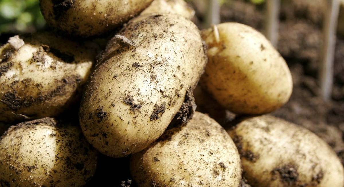 ТОП 8 лучших сортов позднего картофеля