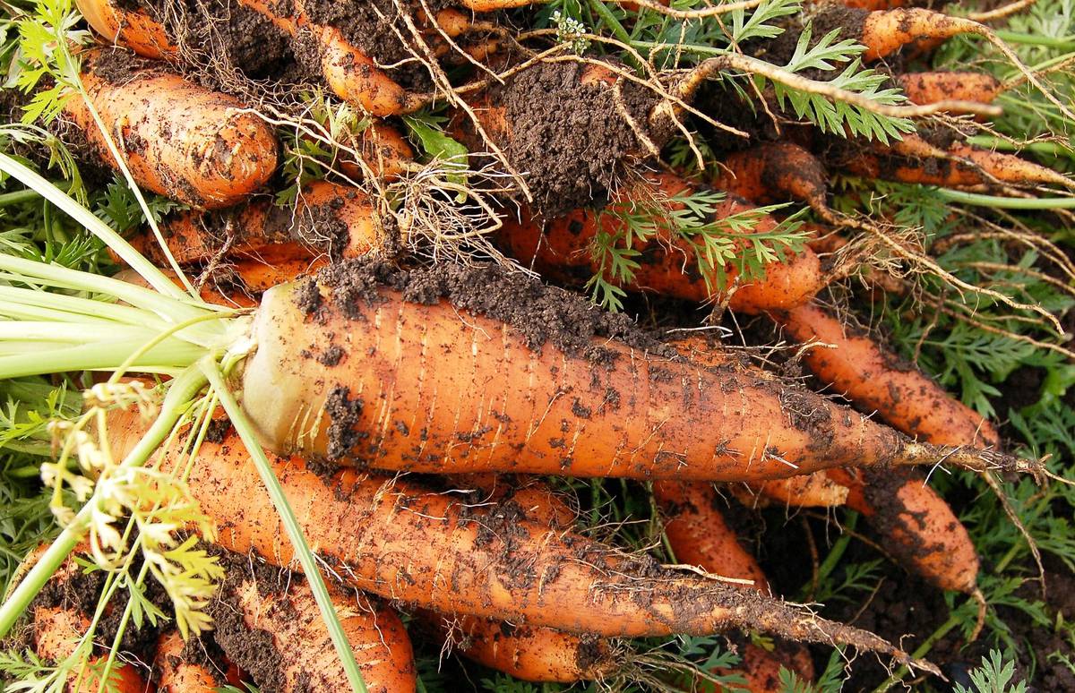 сбор урожая моркови