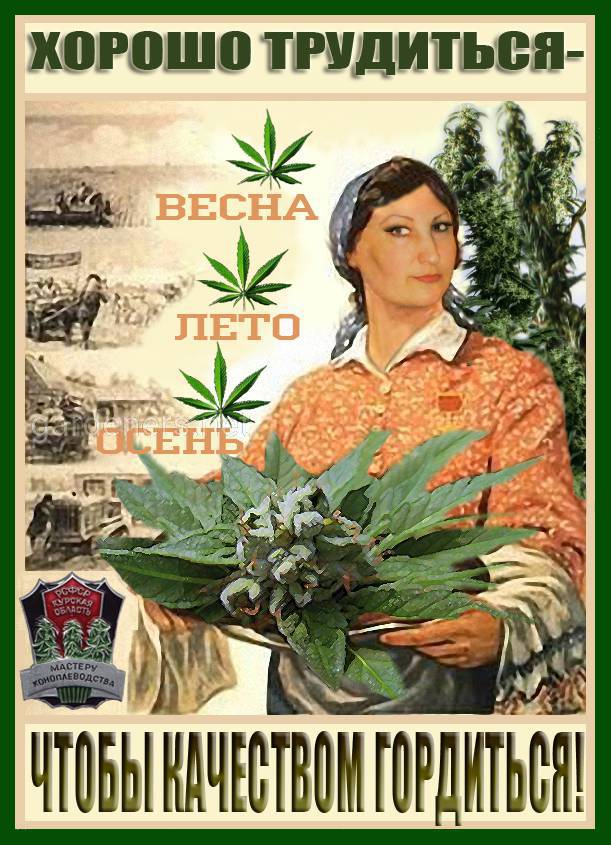 марихуана плакаты