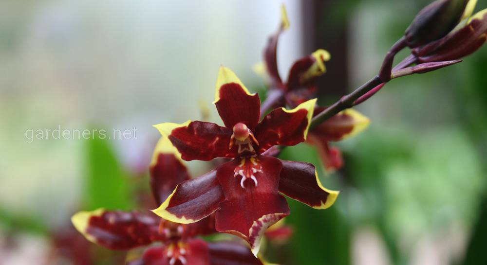 Выращивание в домашних условиях орхидеи Камбрия.