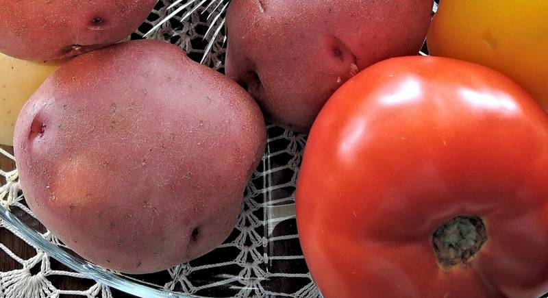 Помидофель: гибрид томата и картофеля своими руками