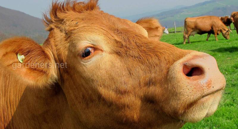 Молочні корови з високою удійністю — породи та характеристики тварин