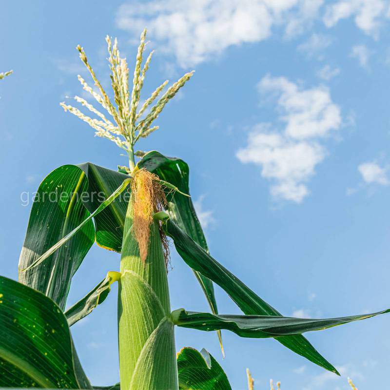 При яких умовах відбувається цвітіння та зерноутворення кукурудзи?