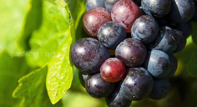 ТОП-10 найбільш солодких сортів винограду