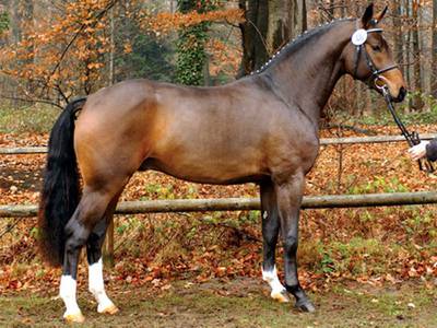 Вестфальская лошадь