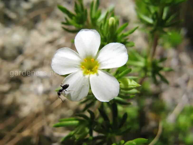 Linanthus