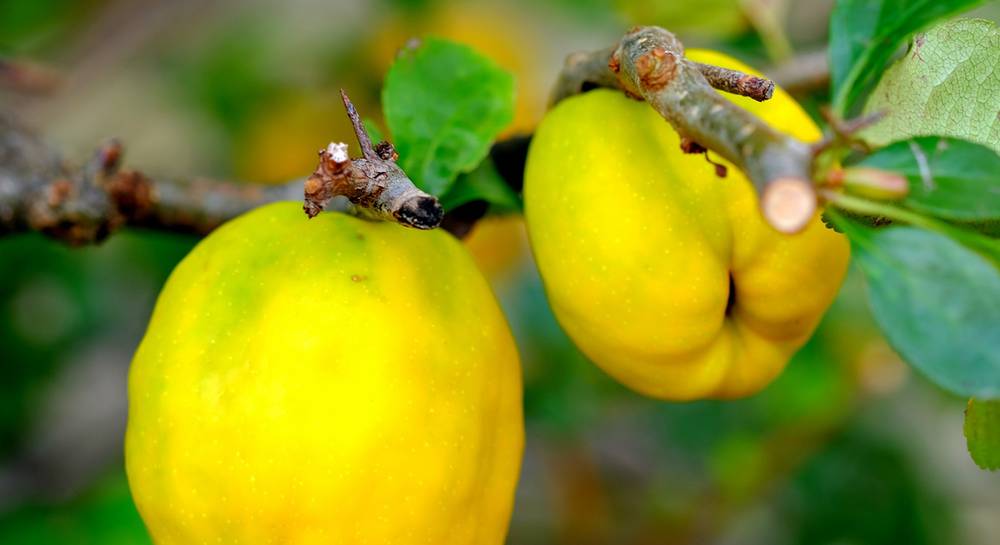 ornamental-quince-2684072_1920.jpg