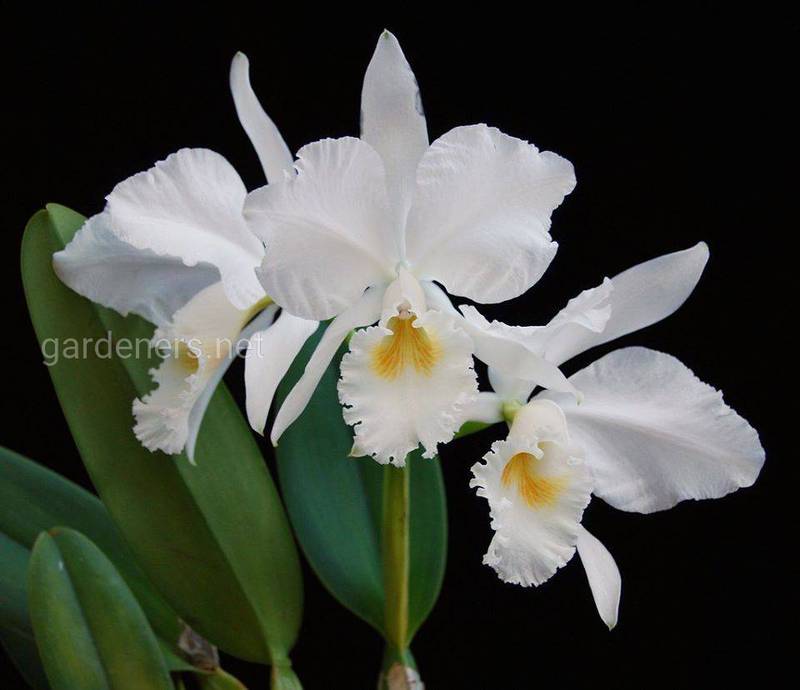 Как предотвратить появление заболеваний и вредителей у орхидеи?
