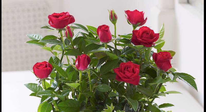 Цветущая комнатная роза. Правильный уход и соблюдение периода покоя
