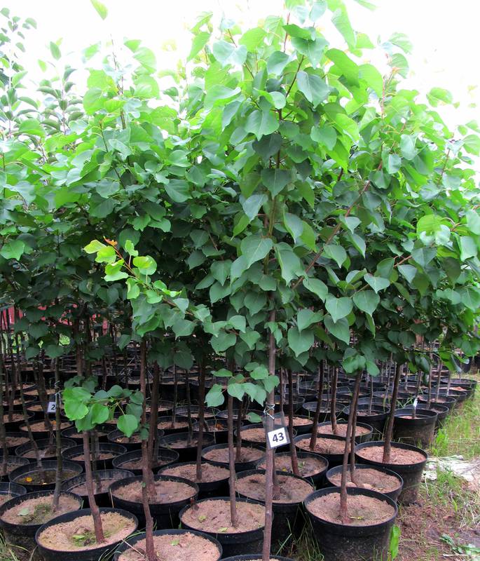 Сад и огород