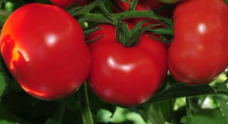 ТОП 5 великоплідних червоних сортів томатів