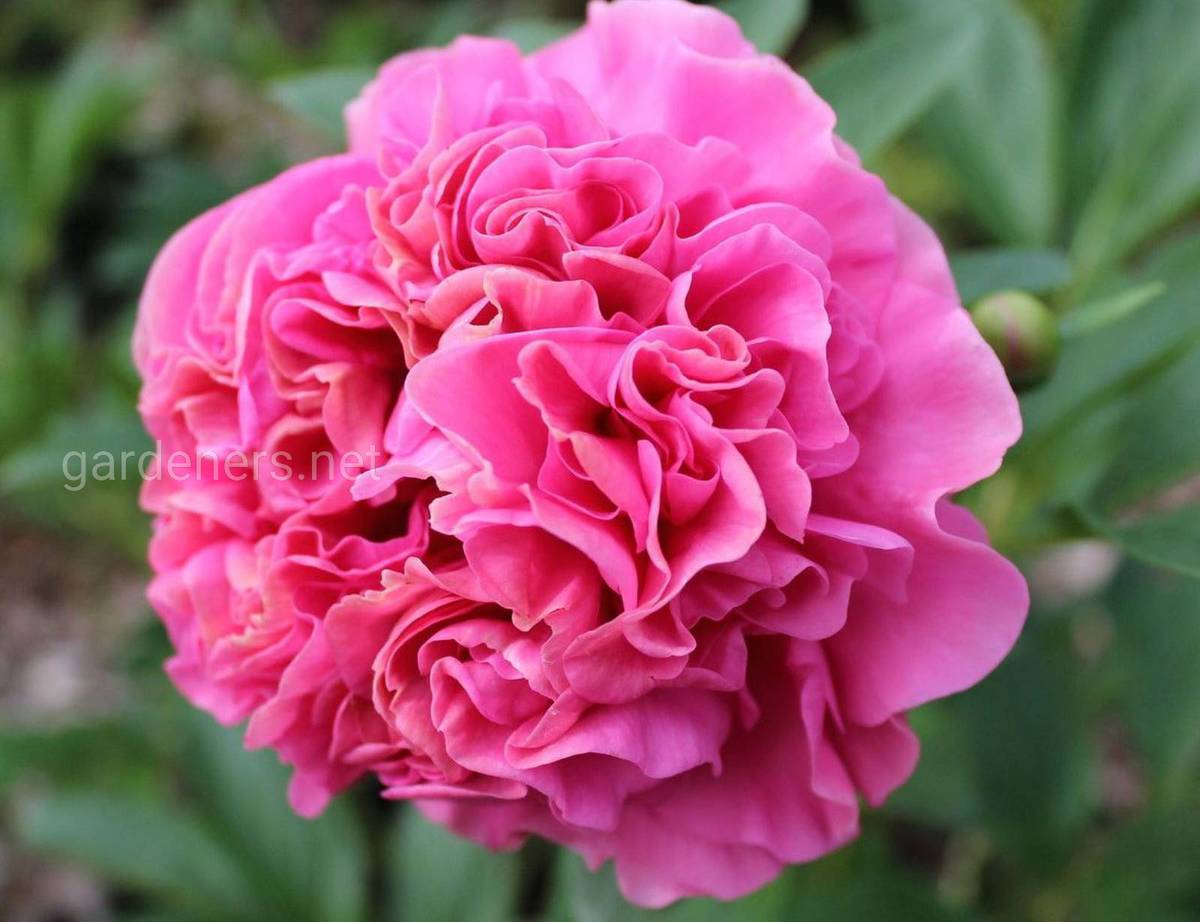 Сорт пиона Carnation Bouquet