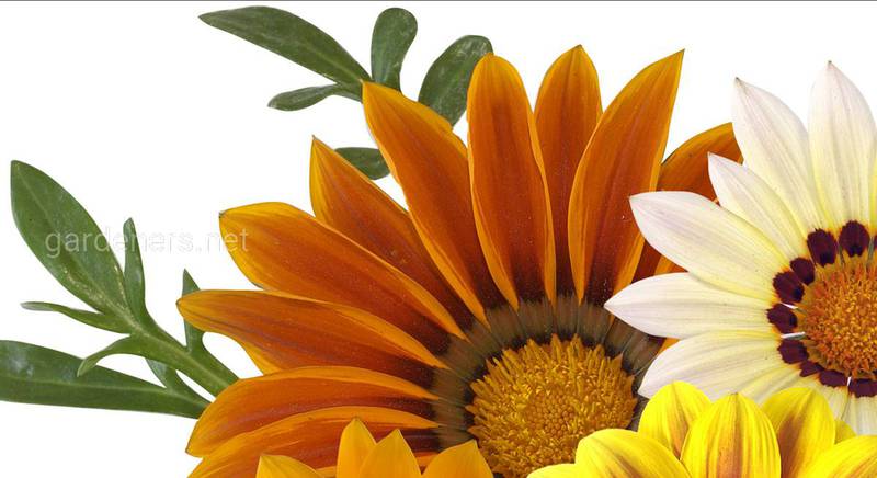 Гацания - цветок с чёткими очертаниями и яркой окраской