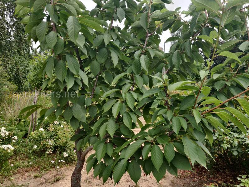 Удобрение плодового дерева до и после посадки! Как обеспечить поддержку рассады?