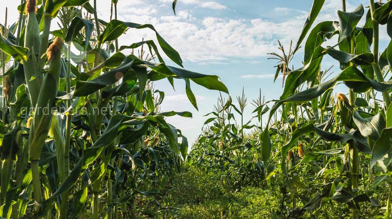 Как происходит укоренение кукурузы, формирование надземных вегетативных и непродуктивных органов?