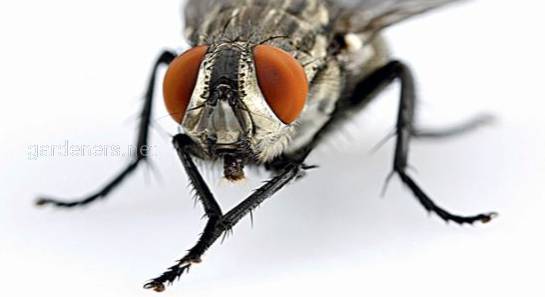 Что будет, если проглотить личинку мухи?