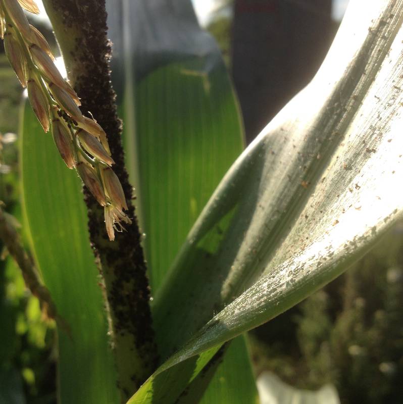 Які агротехнічні заходи використовують для контролю за кукурудзяною бур‘янкою?