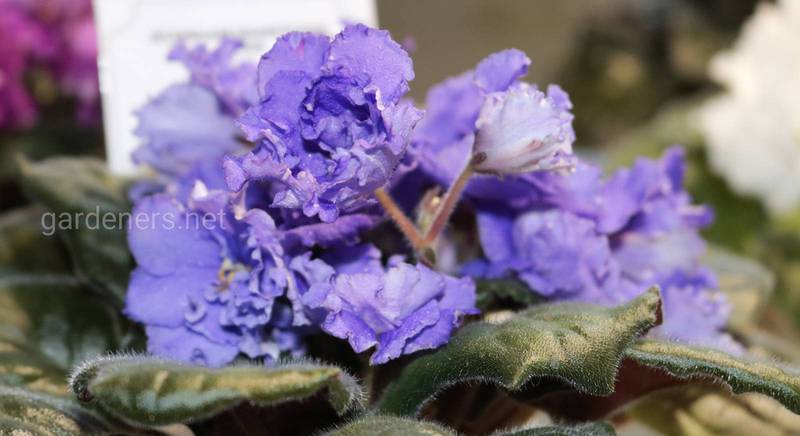 5 сортів фіолетових фіалок: опис і фото
