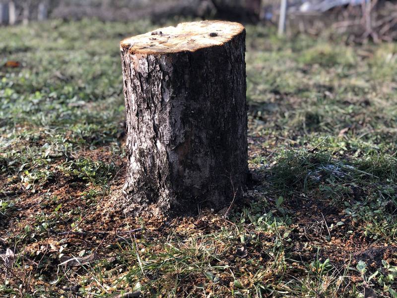 Арборициды - средства для уничтожения деревьев, пней и кустарников