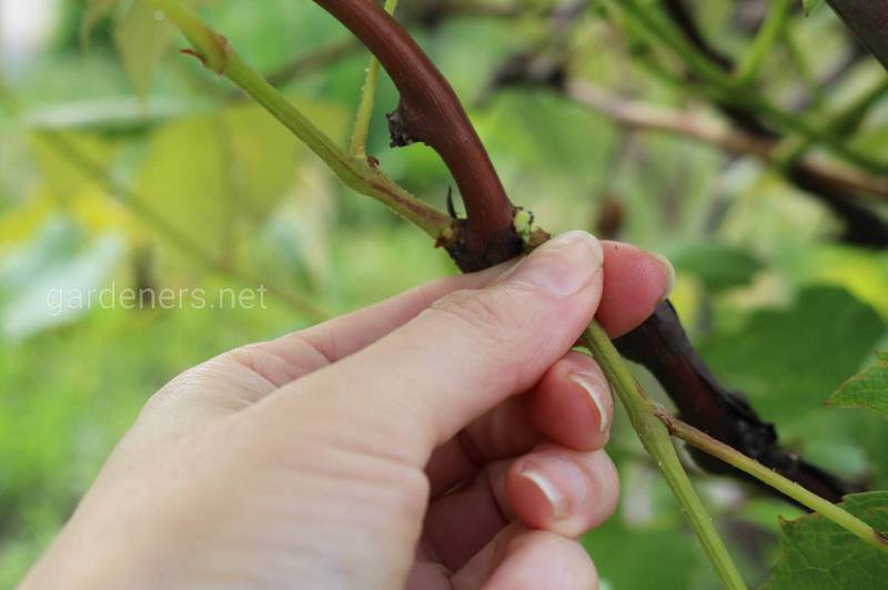 Як виконується прополювання, пасинкування та обламування пагонів винограду?