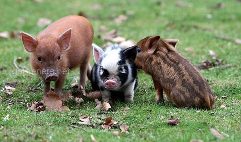 Интересные факты про свиней 