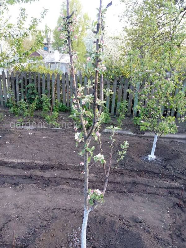 Какие растения являются хорошими соседями для яблони?