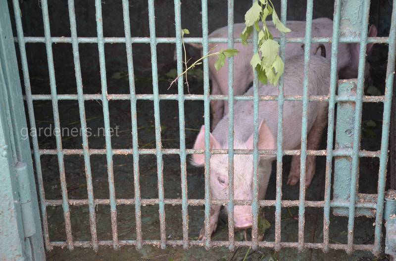 Как предотвратить появление и распространение инфекционных болезней у свиней?