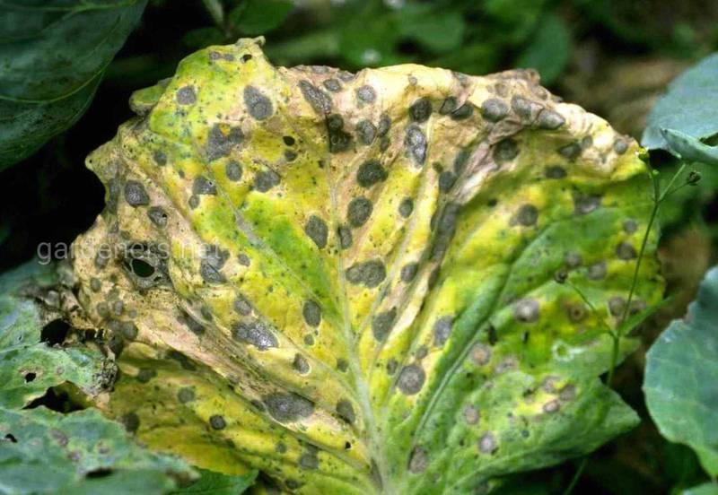 Самые распространенные заболевания капусты! Какой ущерб наносят?