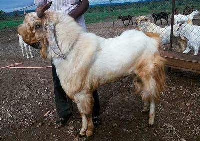 Джамнапари козы