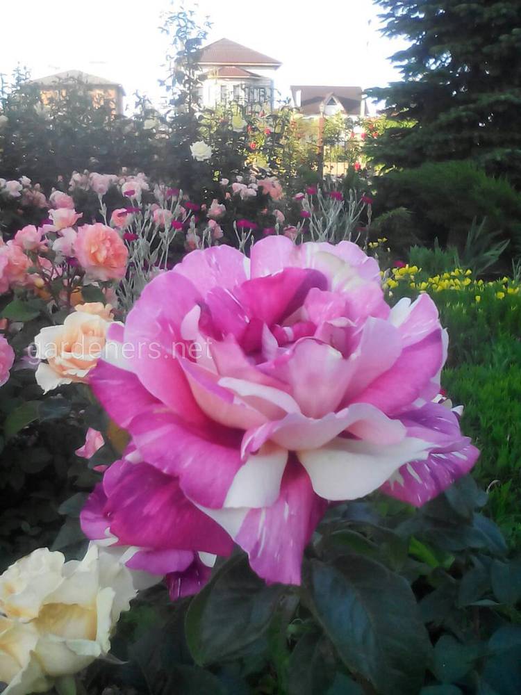 Суспензія хлорели - прекрасне органічне добриво для троянд 