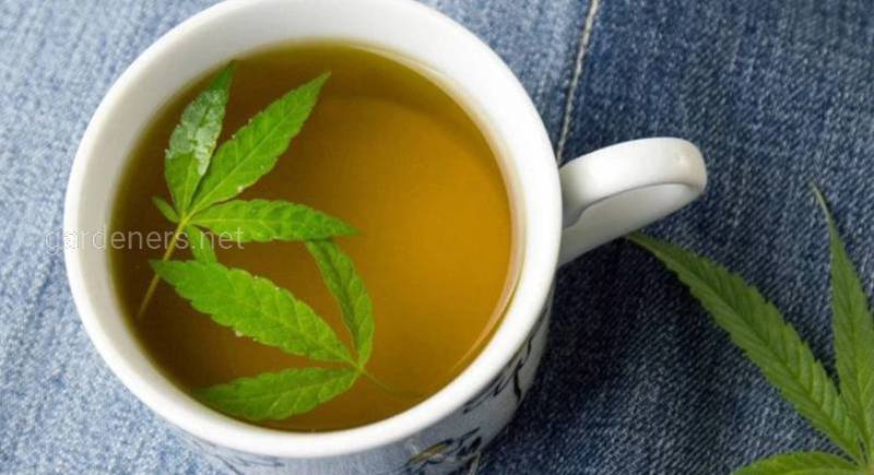 Конопляный чай - лекарство, которое помогает регулировать массу тела