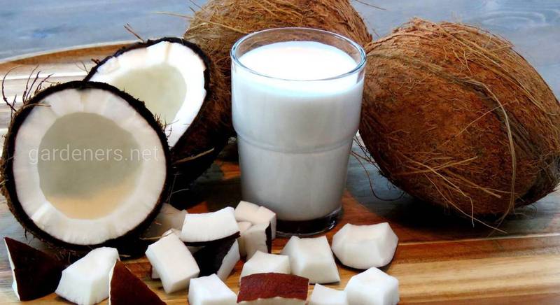 Як самостійно зробити кокосове молоко з стружки
