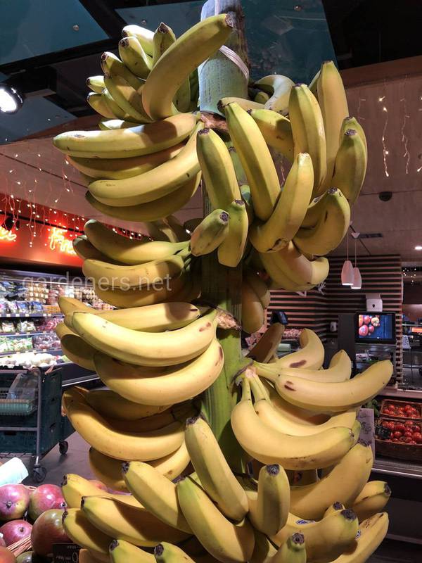 Бананы - это фрукт или овощ? Нет - это ягода, вернее даже трава с плодами!