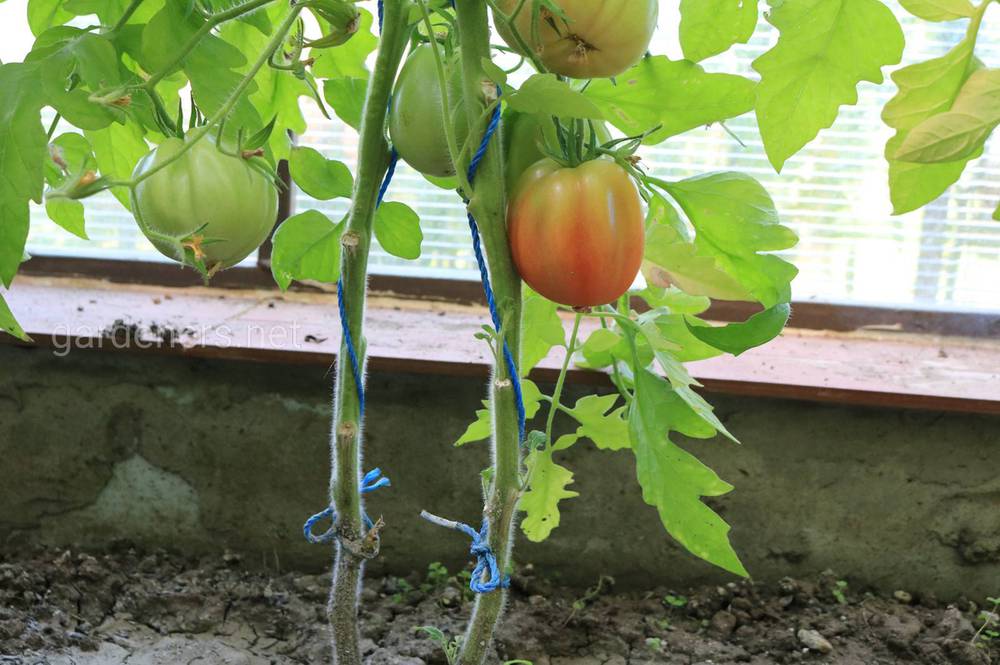 Ботаническое описание томата