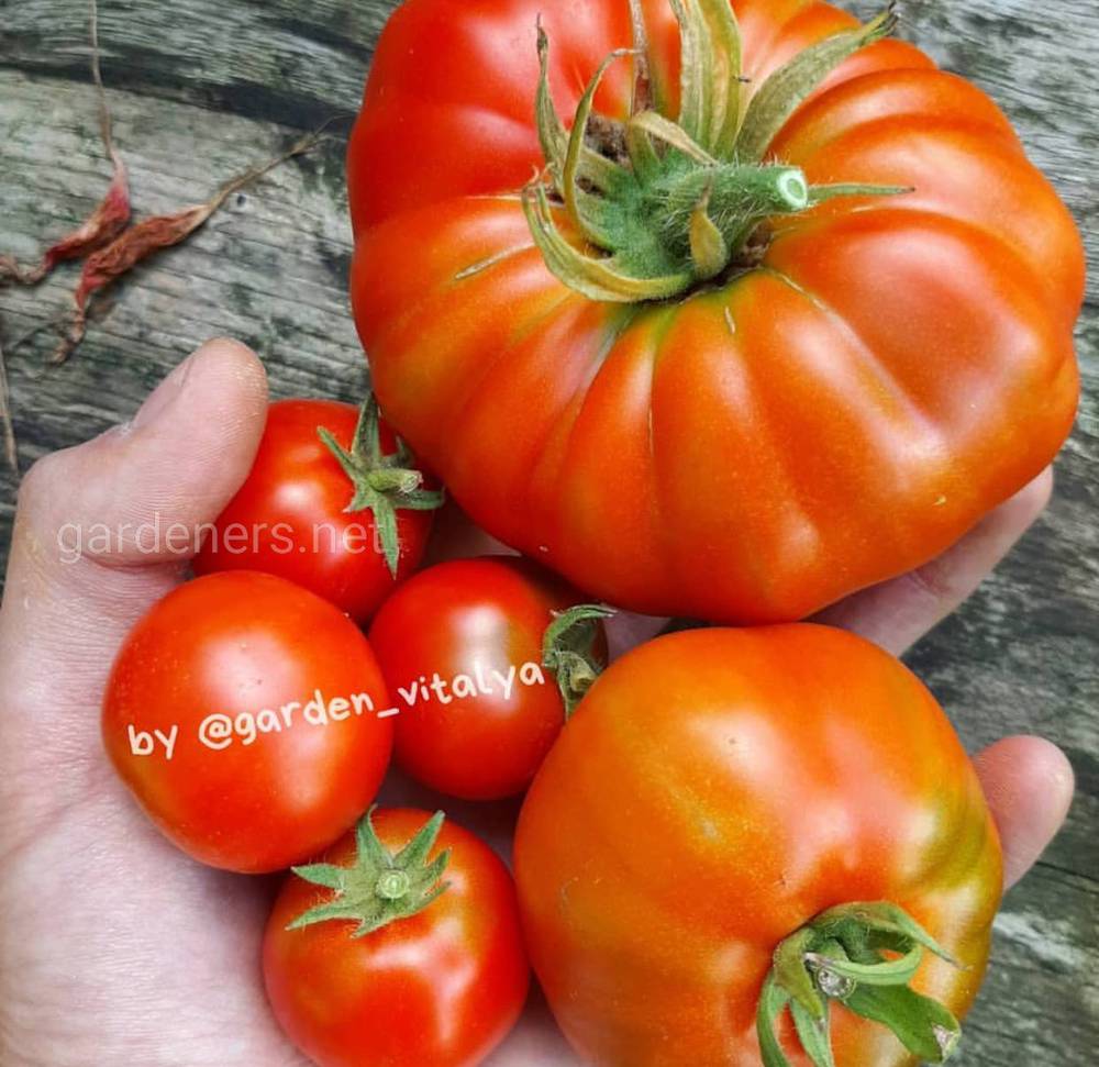 способы ускорения созревания томатов