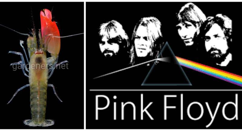 Рожева креветка із диво-клешнею названа на честь рок-гурту Pink Floyd і так, вона реально звучить!
