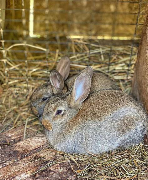 Як правильно та чим годувати кроликів навесні?