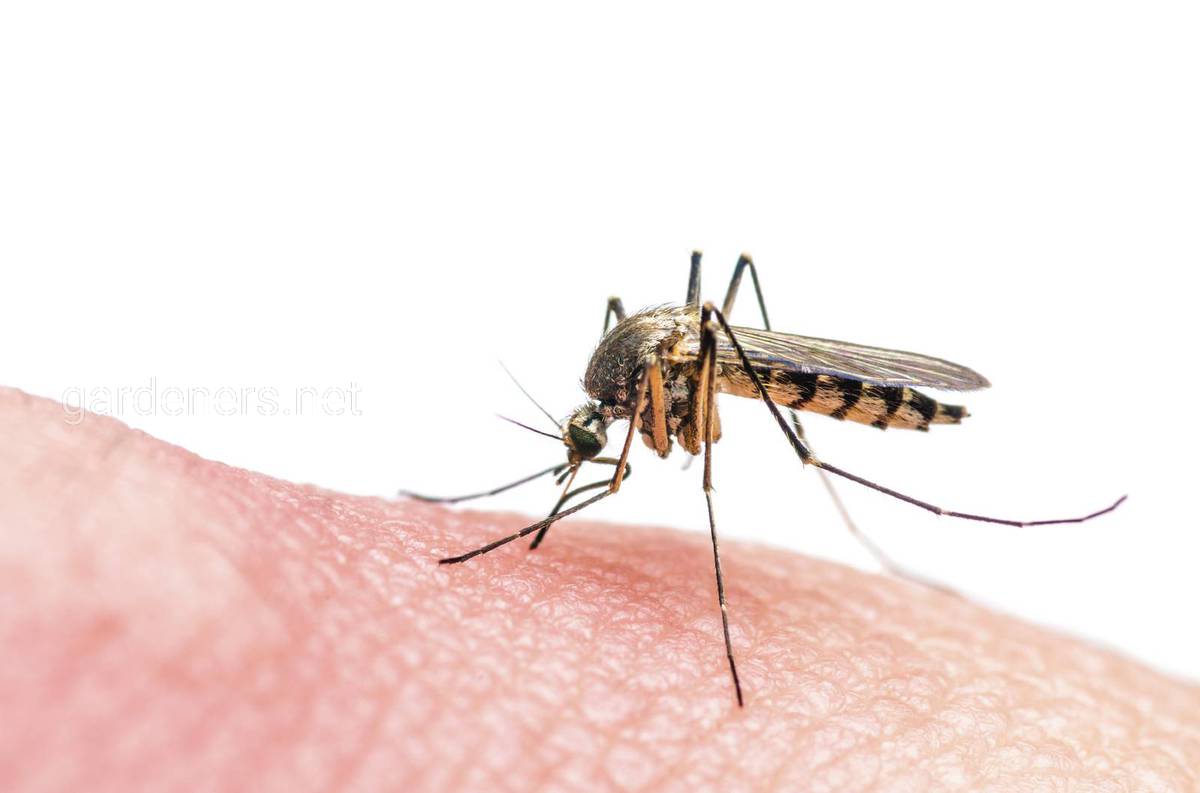 комаринный укус