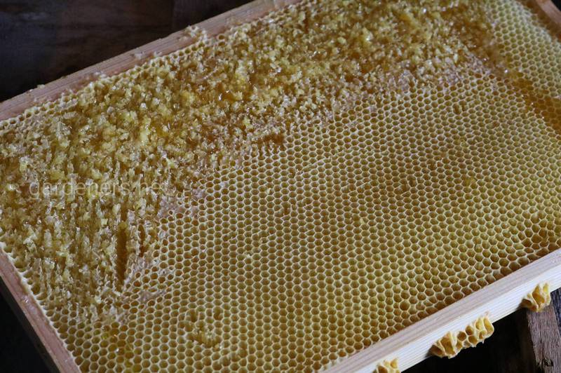 Достатній запас їжі - запорука доброго зимування бджіл!