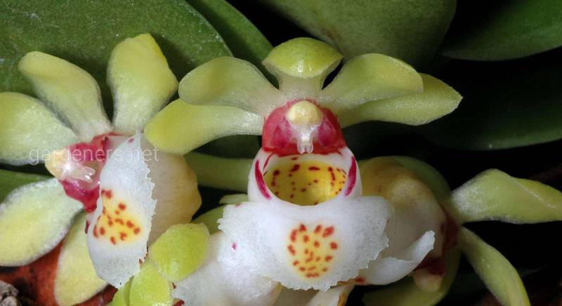Гастрохилус: как вырастить орхидею и заставить ее цвести