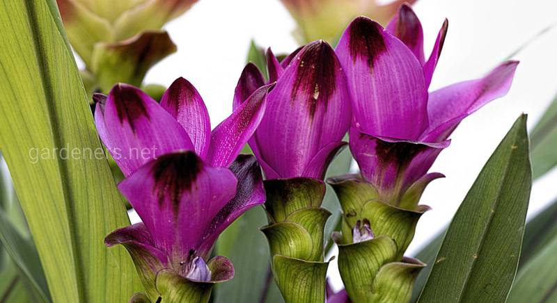 Патума, или Сиамский тюльпан 一 экзотическое растение из Таиланда