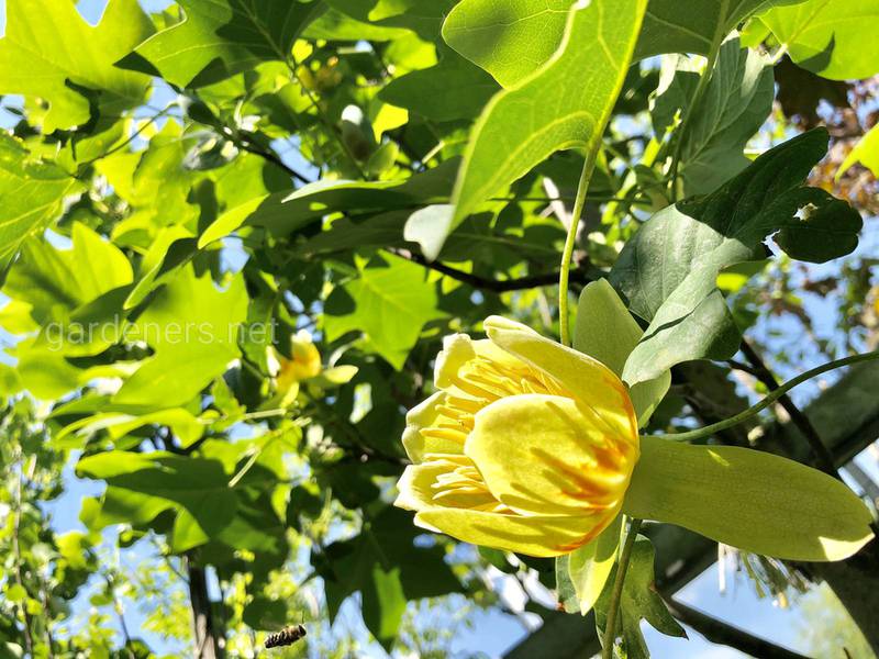 Тюльпанное дерево