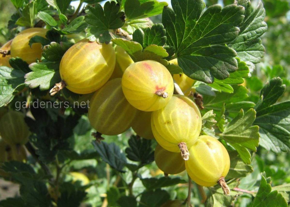 Сорта крупноплодноого крыжовника: выбираем сорта с ягодами весом от 6граммов