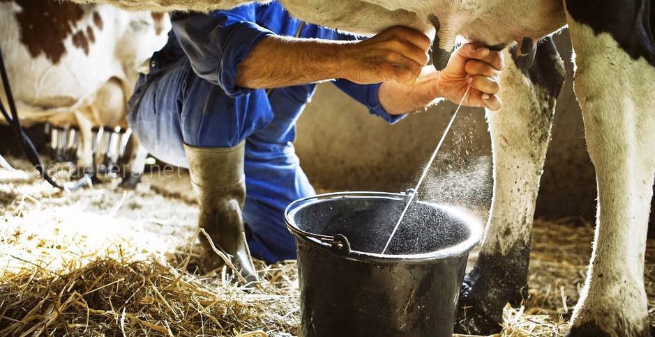 Сколько корова даёт молока в день | Огородники