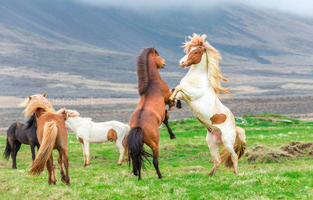 Лошадей в дикой природе