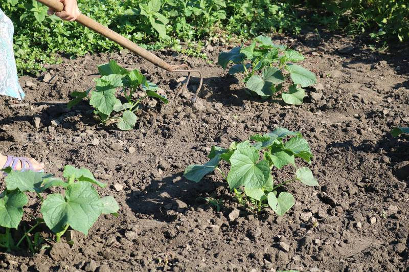 Як підготувати грунт до вирощування кабачків?