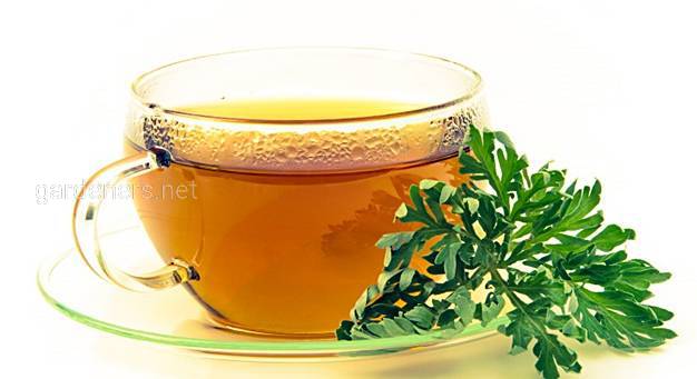 Чай з полину - вплив на здоров’я та можливі побічні ефекти
