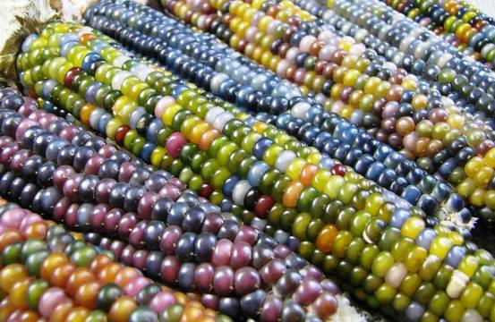 Кукуруза Glass Gem разноцветное чудо индейцев Черроки