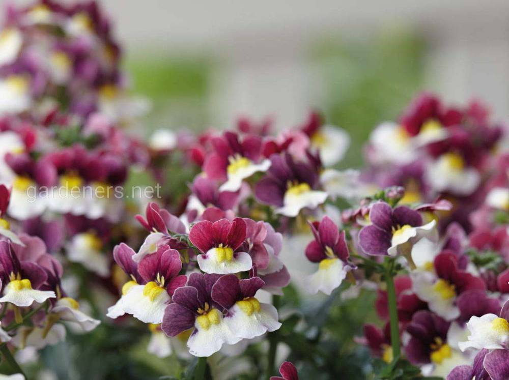 Nemesia Sunpeddle «Painted Plum»