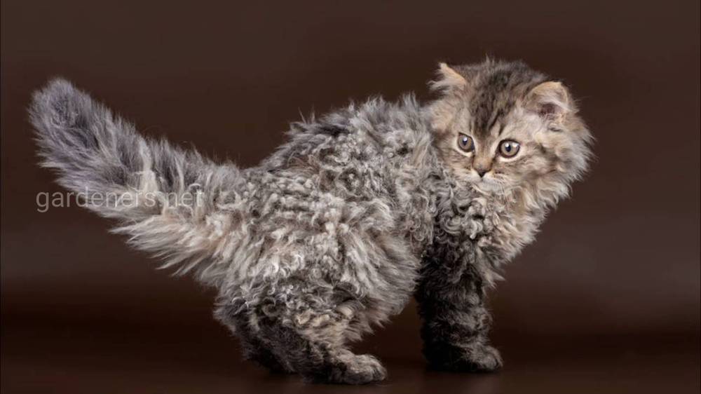 Селкірк-рекси або кучеряві коти